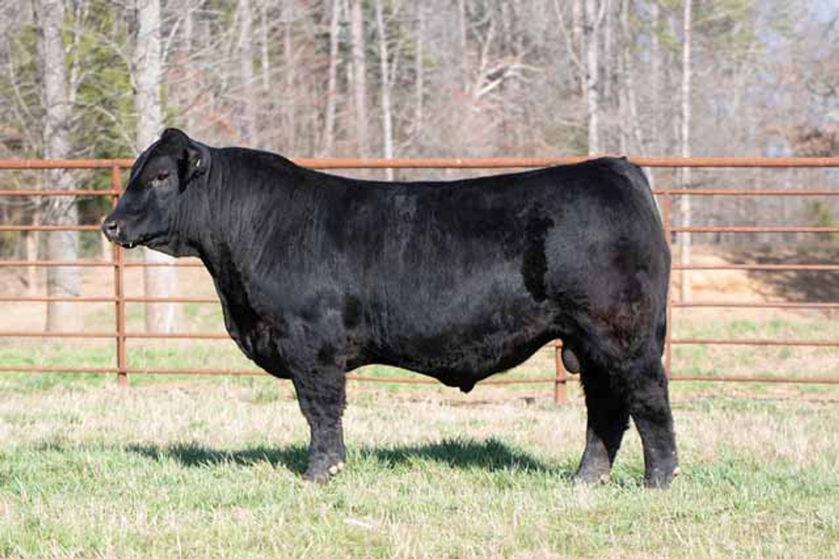 Image for Green Hills Cattle Co. & Hope Cattle Service