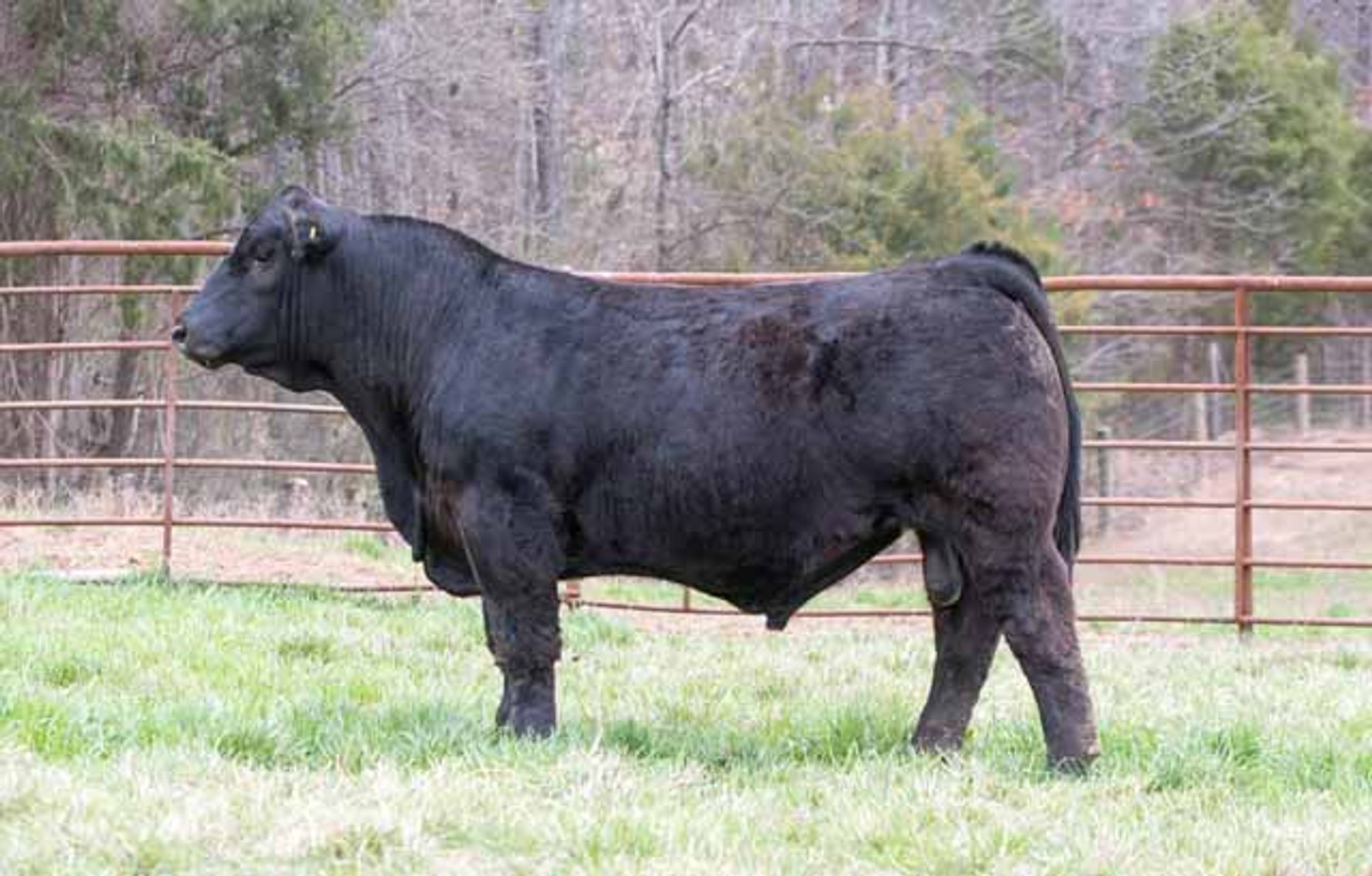 Image for Green Hills Cattle Co. & Hope Cattle Service