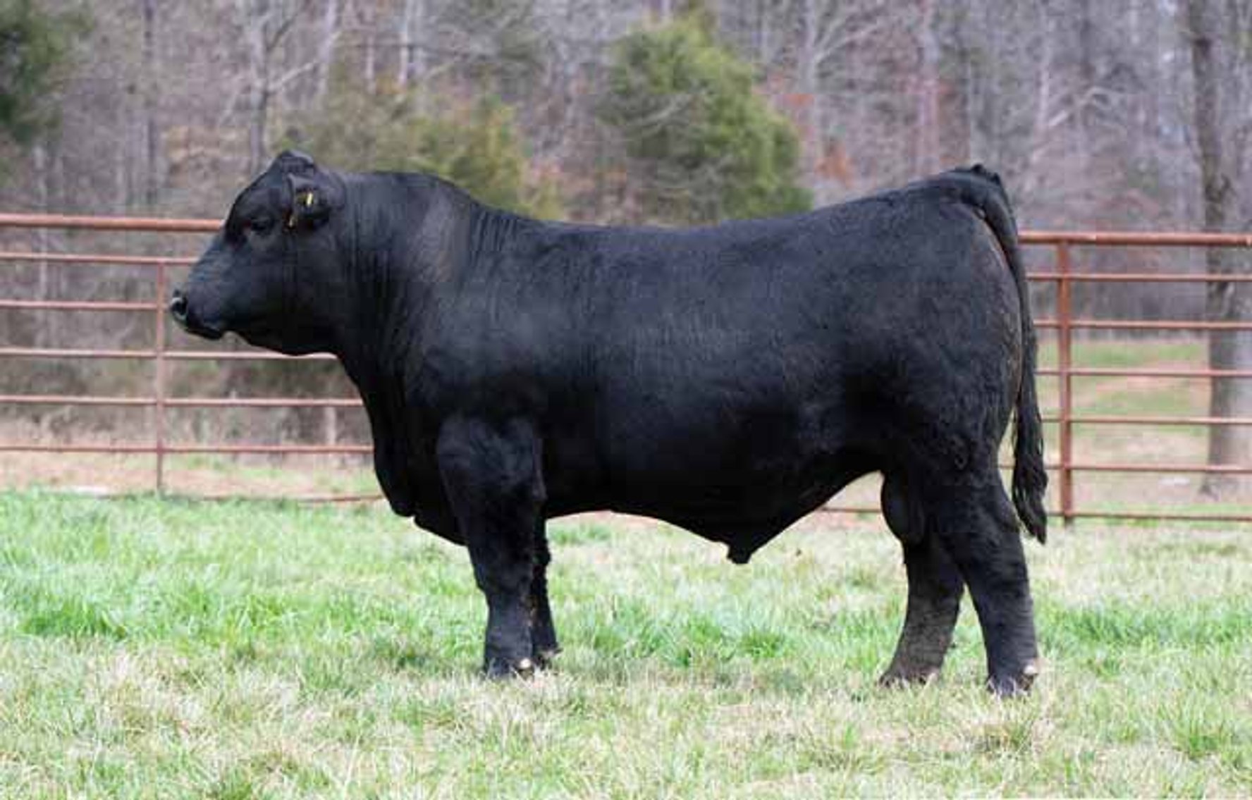 Image for Green Hills Cattle Co. & Hope Cattle Service