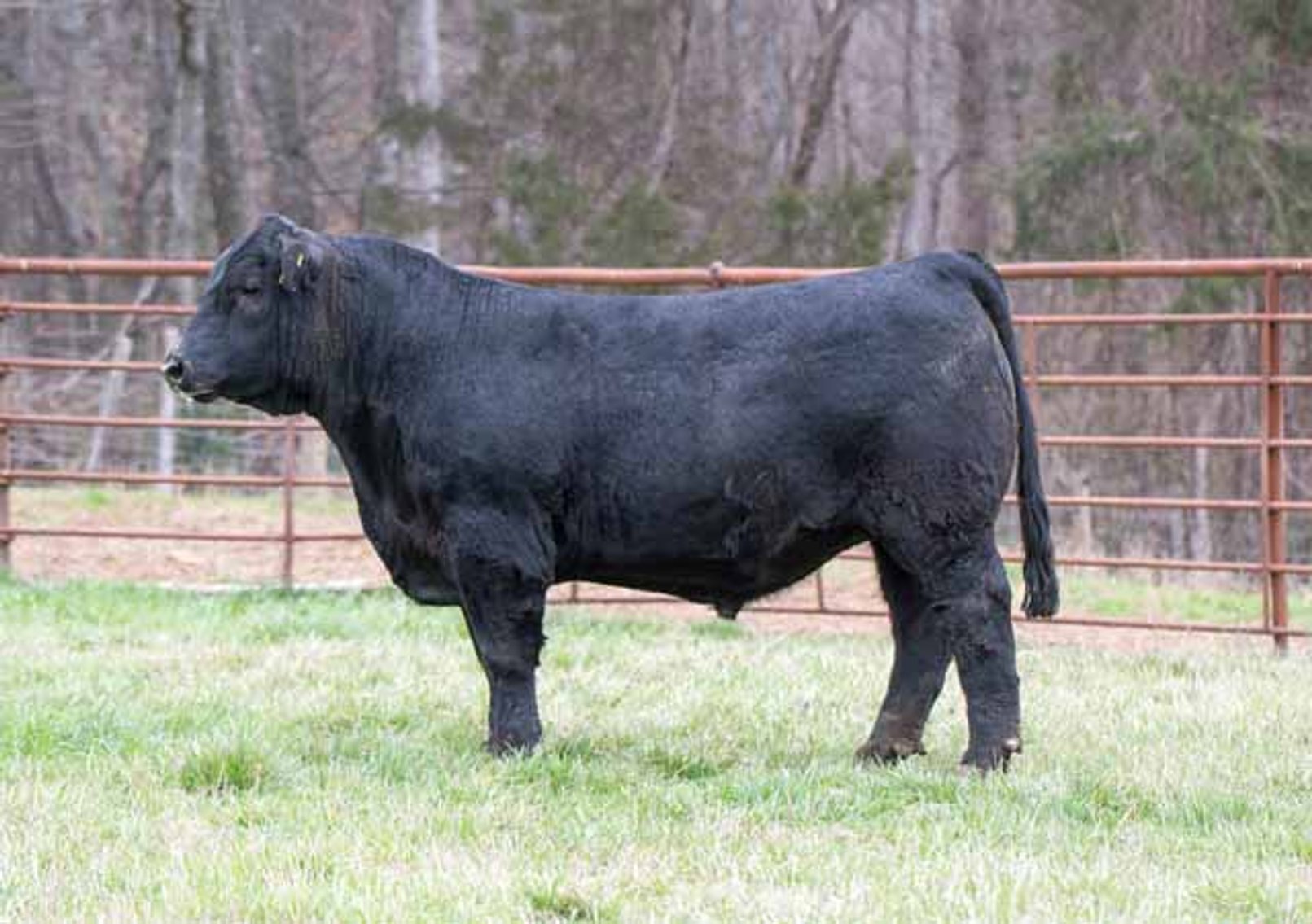 Image for Green Hills Cattle Co. & Hope Cattle Service