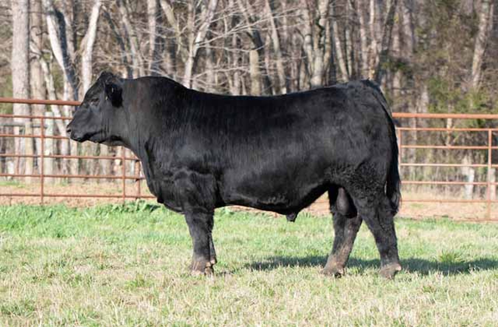 Image for Green Hills Cattle Co. & Hope Cattle Service