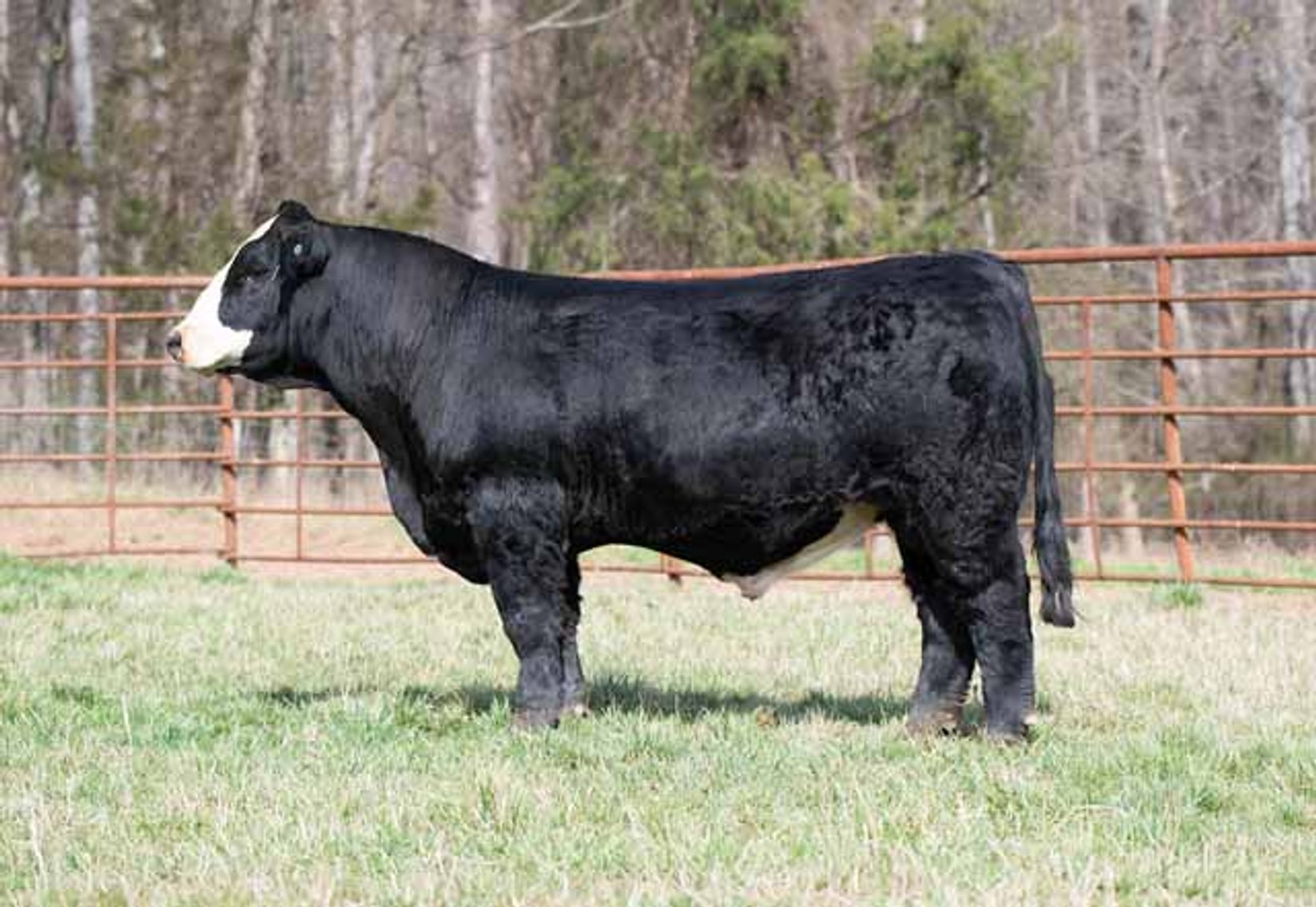 Image for Green Hills Cattle Co. & Hope Cattle Service