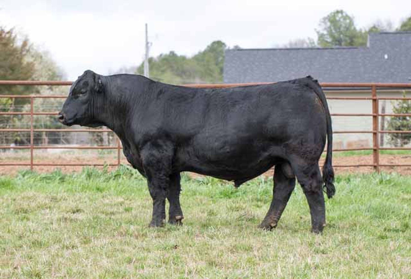 Image for Green Hills Cattle Co. & Hope Cattle Service