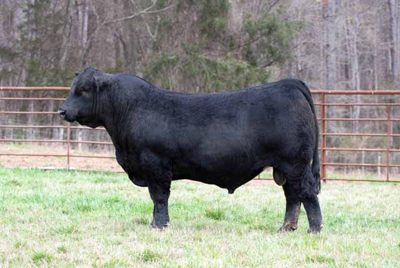 Image for Green Hills Cattle Co. & Hope Cattle Service