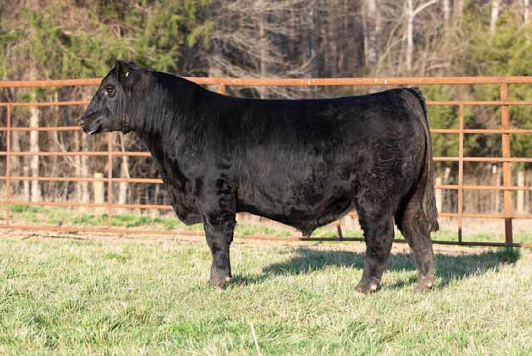 Image for Green Hills Cattle Co. & Hope Cattle Service