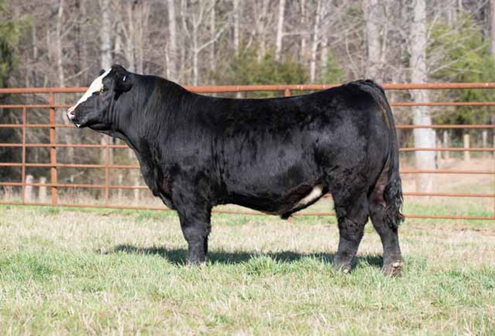 Image for Green Hills Cattle Co. & Hope Cattle Service