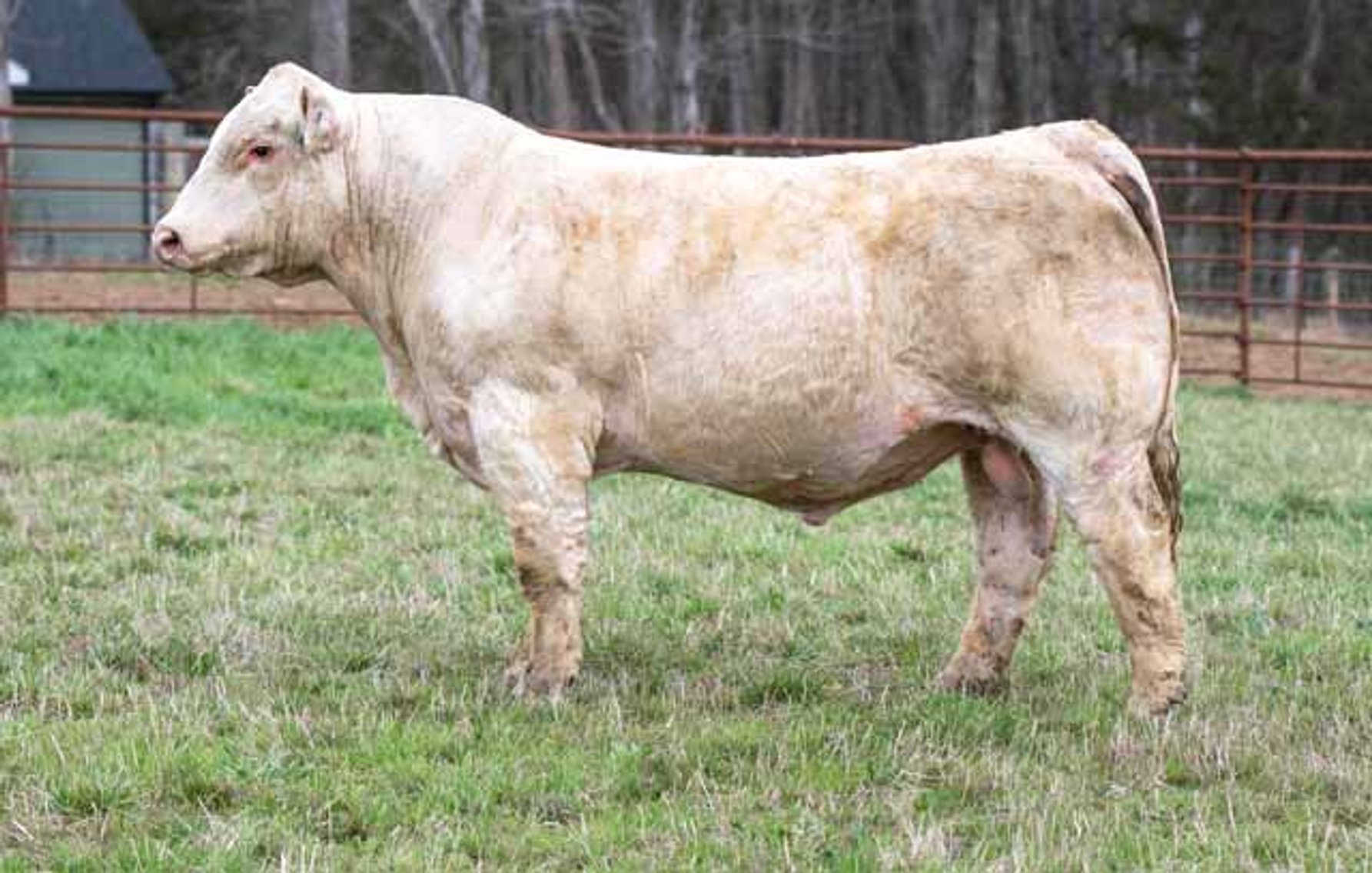 Image for Green Hills Cattle Co. & Hope Cattle Service