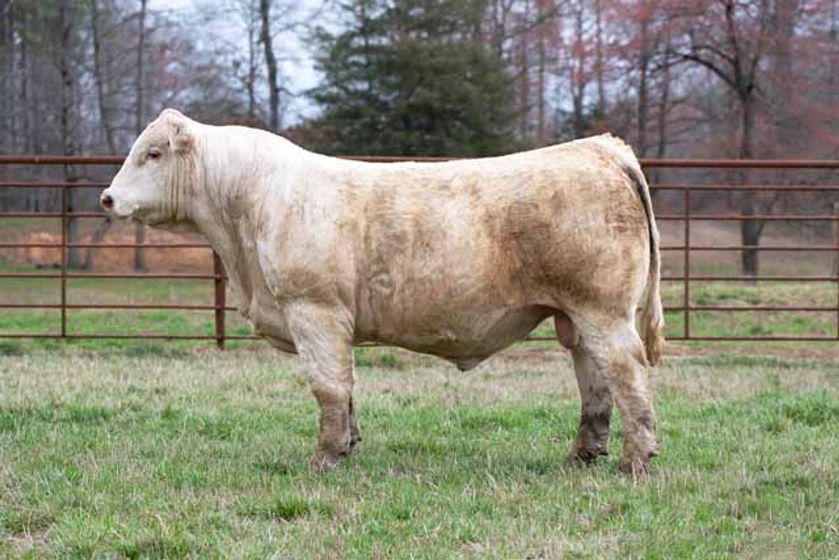 Image for Green Hills Cattle Co. & Hope Cattle Service