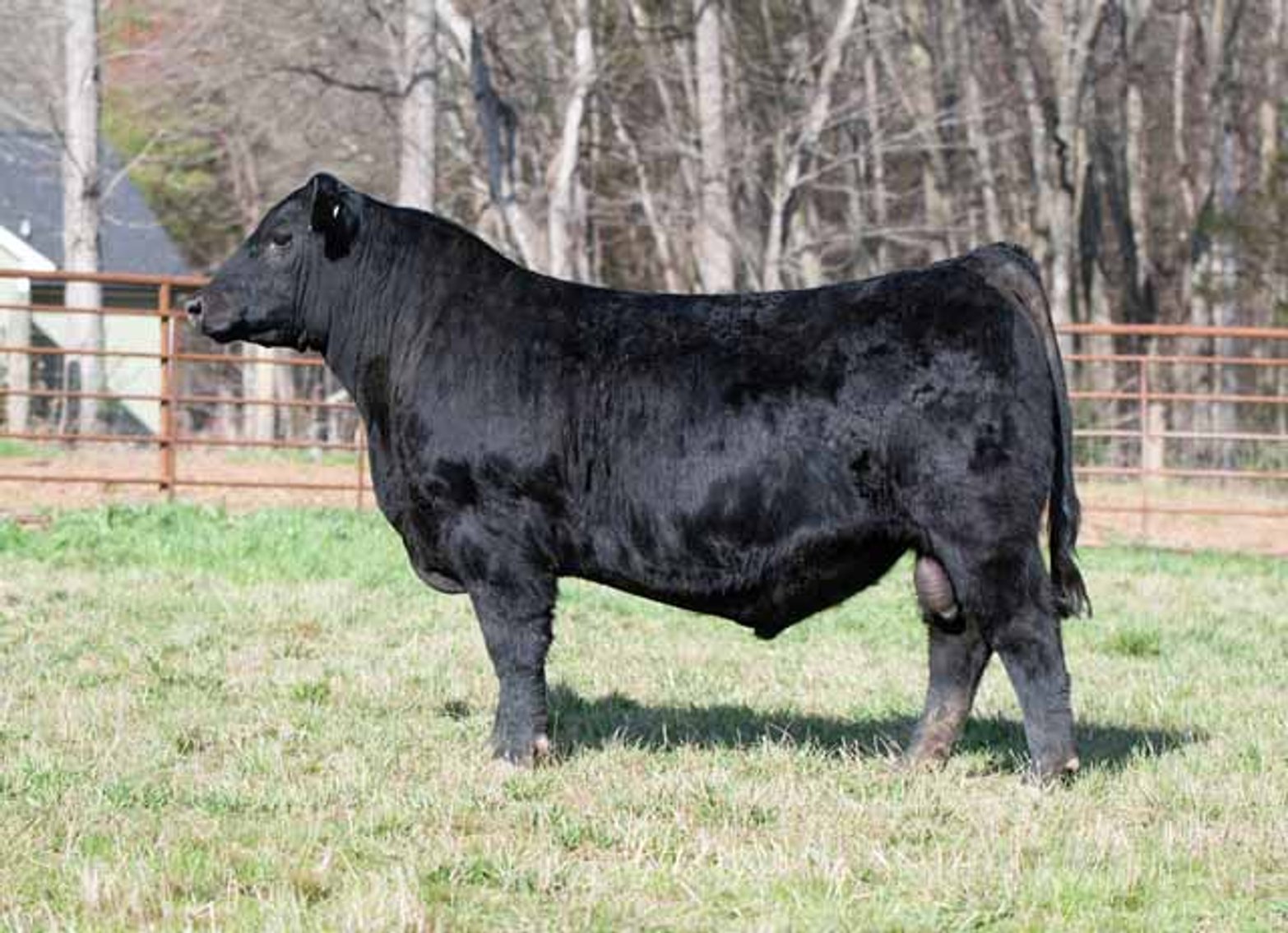 Image for Green Hills Cattle Co. & Hope Cattle Service