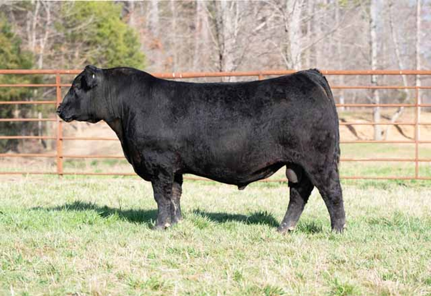 Image for Green Hills Cattle Co. & Hope Cattle Service