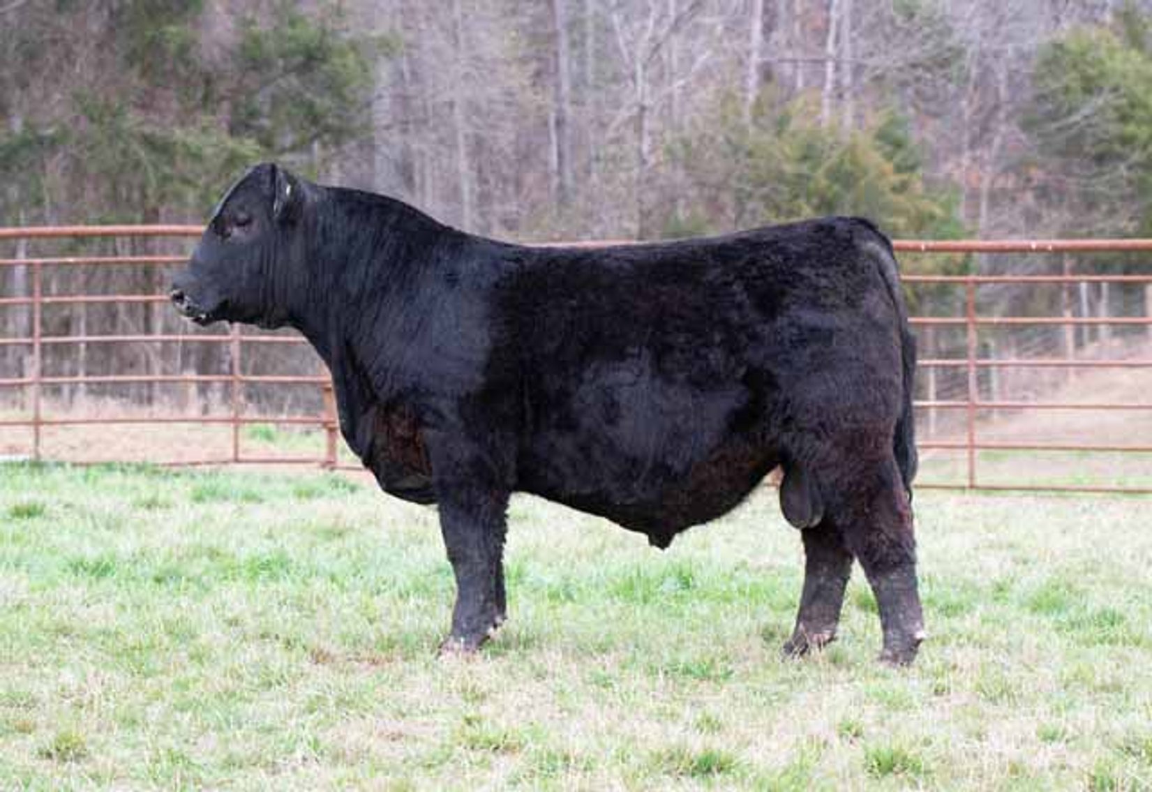 Image for Green Hills Cattle Co. & Hope Cattle Service