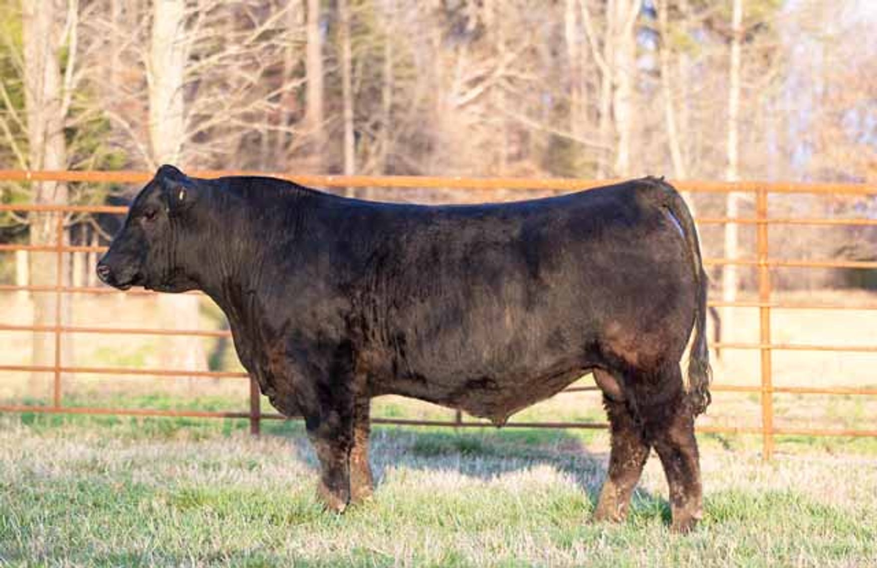 Image for Green Hills Cattle Co. & Hope Cattle Service