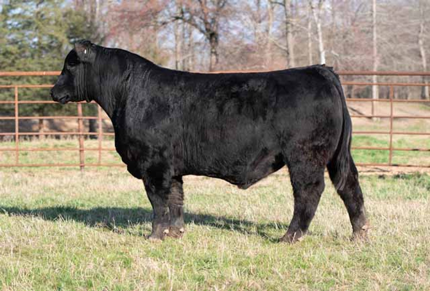 Image for Green Hills Cattle Co. & Hope Cattle Service