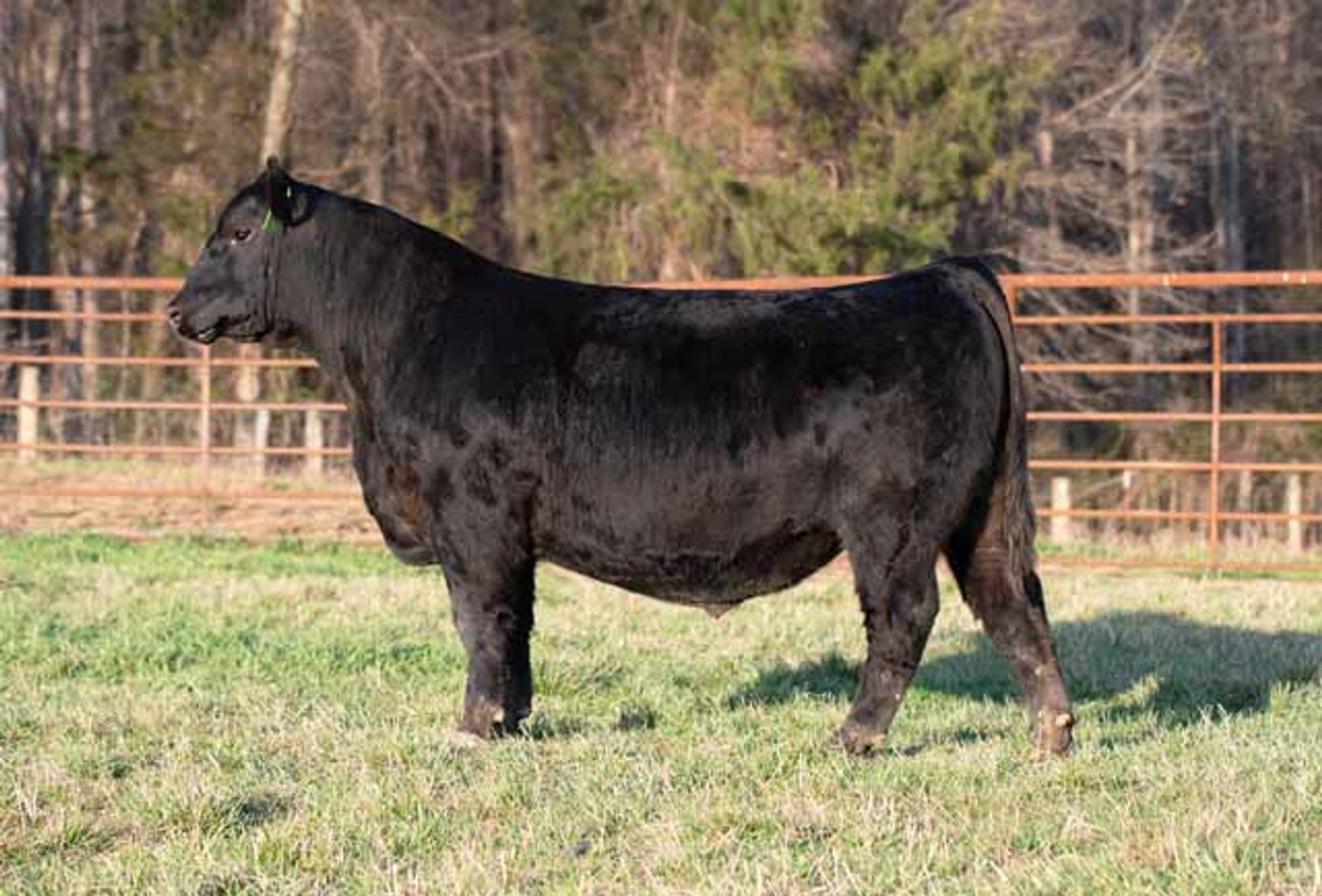 Image for Green Hills Cattle Co. & Hope Cattle Service