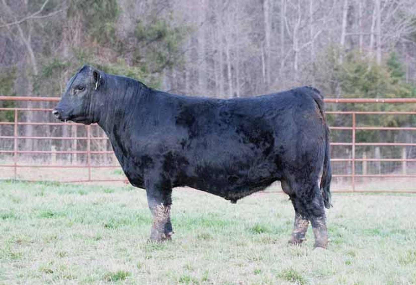 Image for Green Hills Cattle Co. & Hope Cattle Service