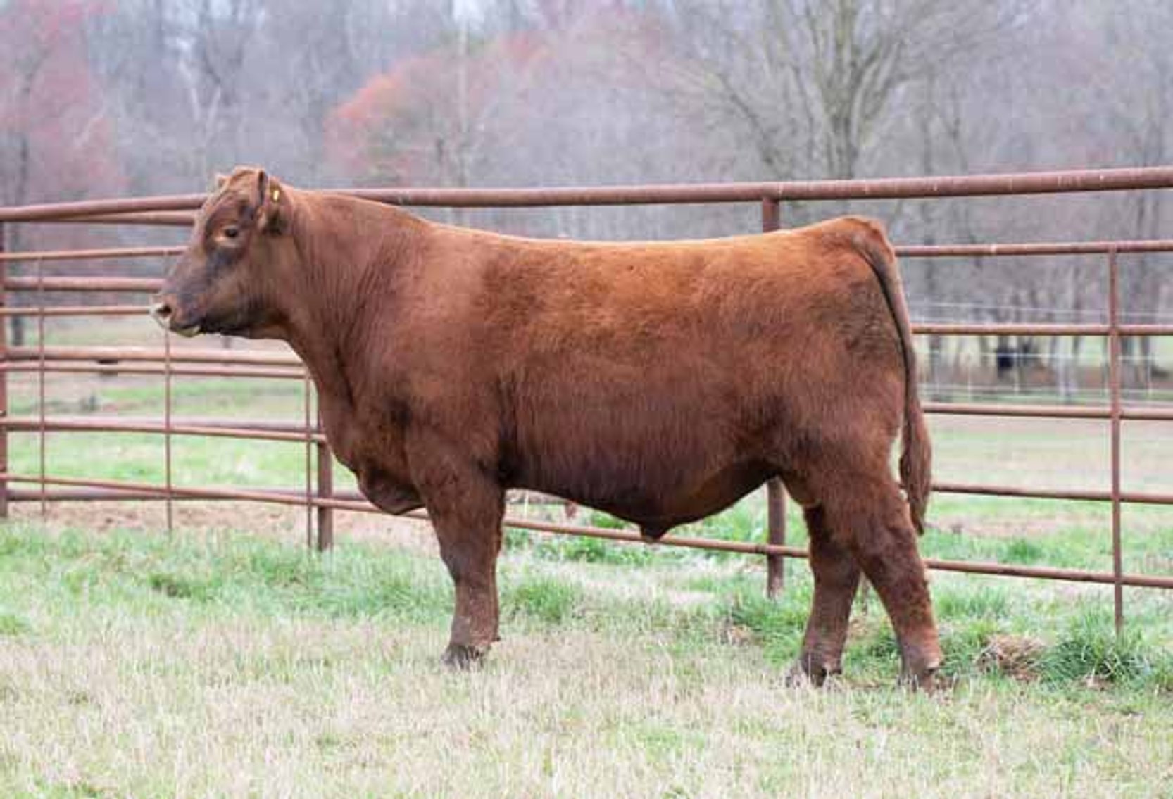 Image for Green Hills Cattle Co. & Hope Cattle Service