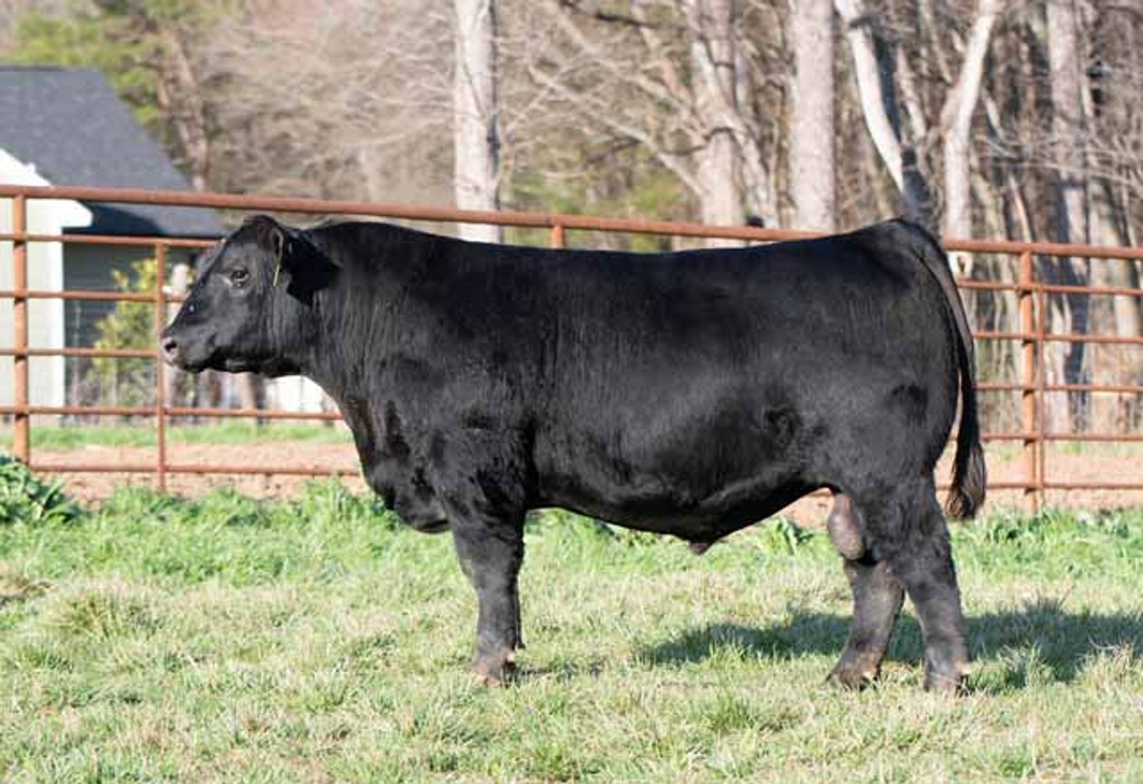 Image for Green Hills Cattle Co. & Hope Cattle Service