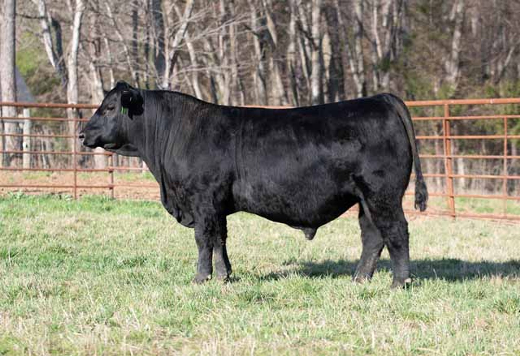 Image for Green Hills Cattle Co. & Hope Cattle Service