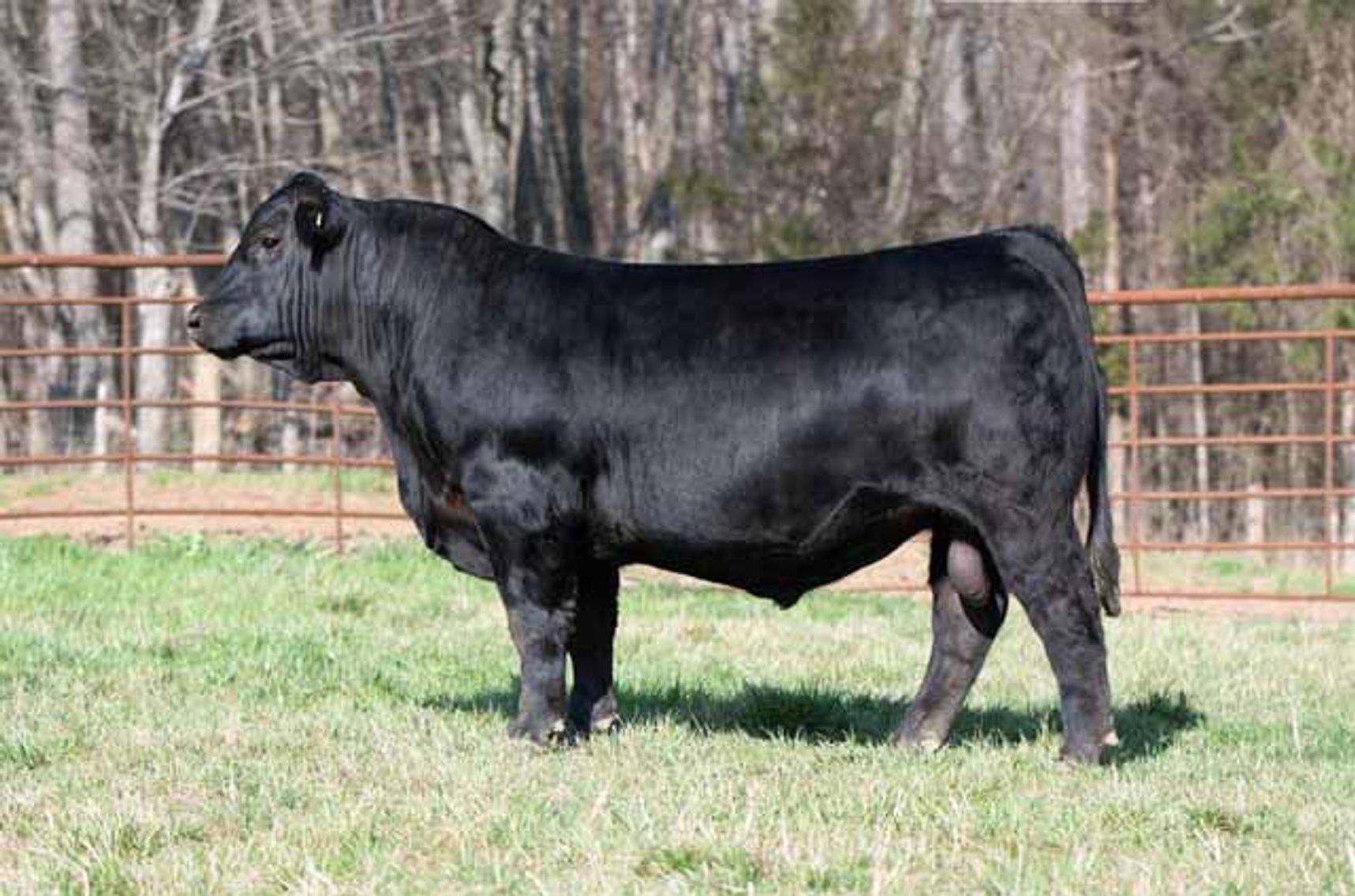 Image for Green Hills Cattle Co. & Hope Cattle Service