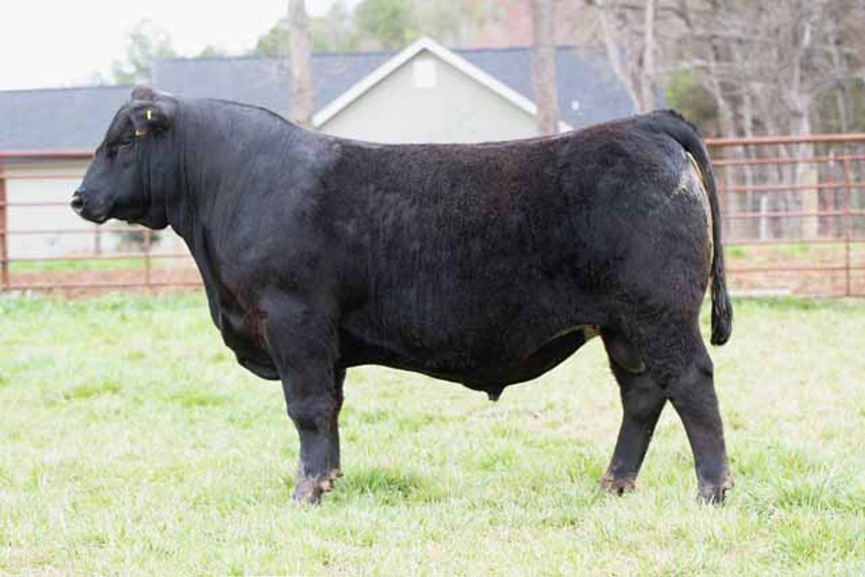 Image for Green Hills Cattle Co. & Hope Cattle Service