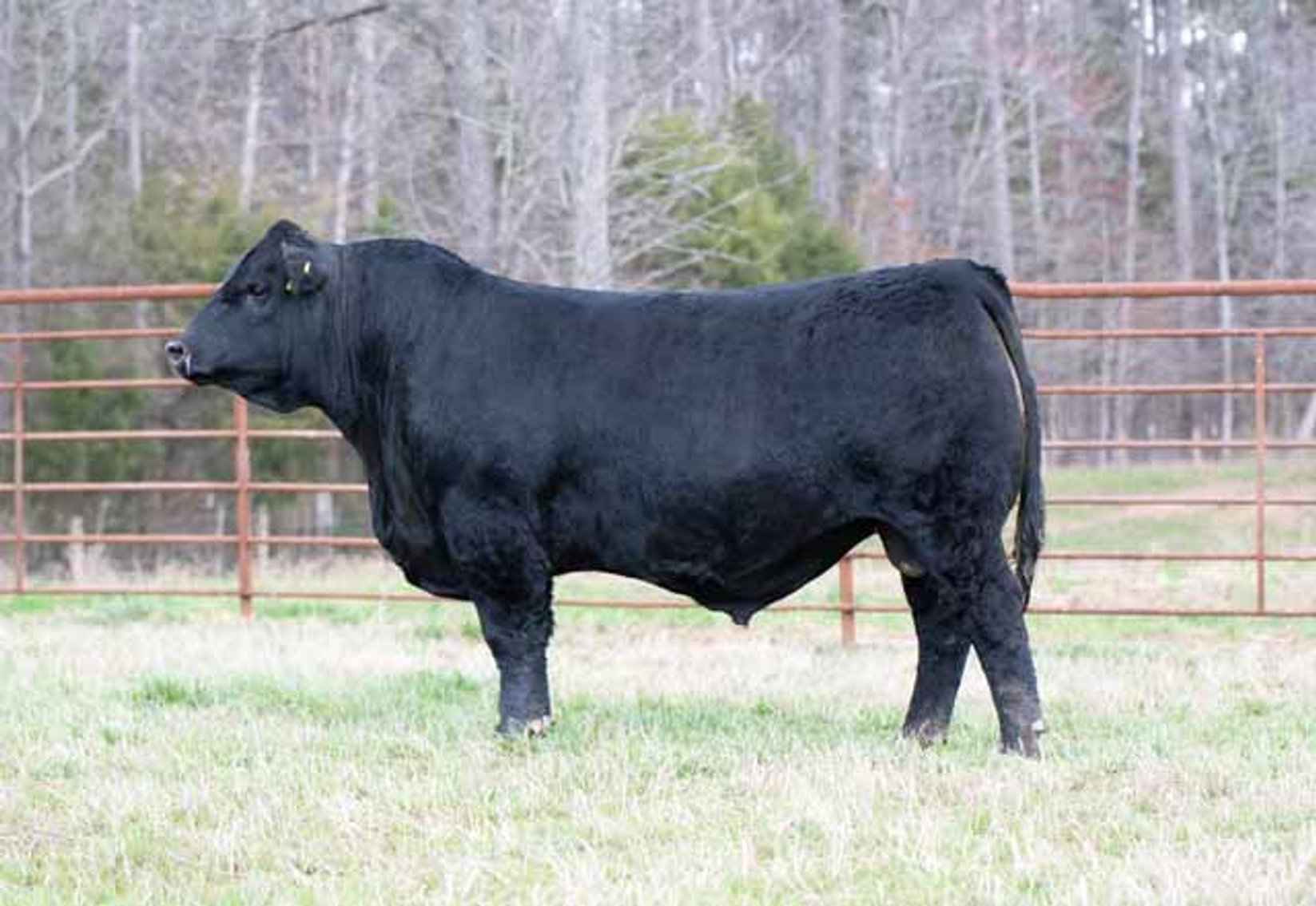 Image for Green Hills Cattle Co. & Hope Cattle Service