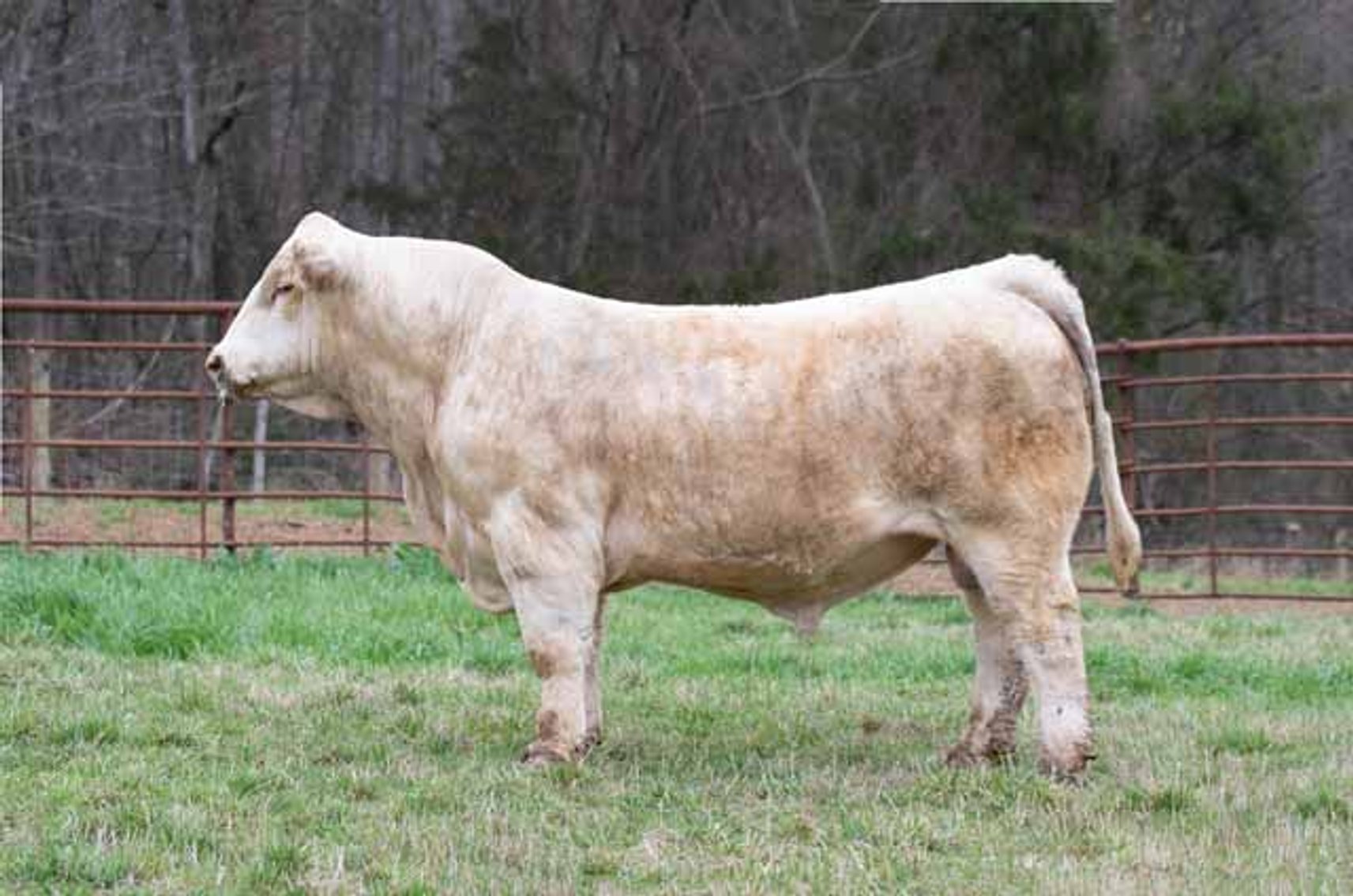 Image for Green Hills Cattle Co. & Hope Cattle Service