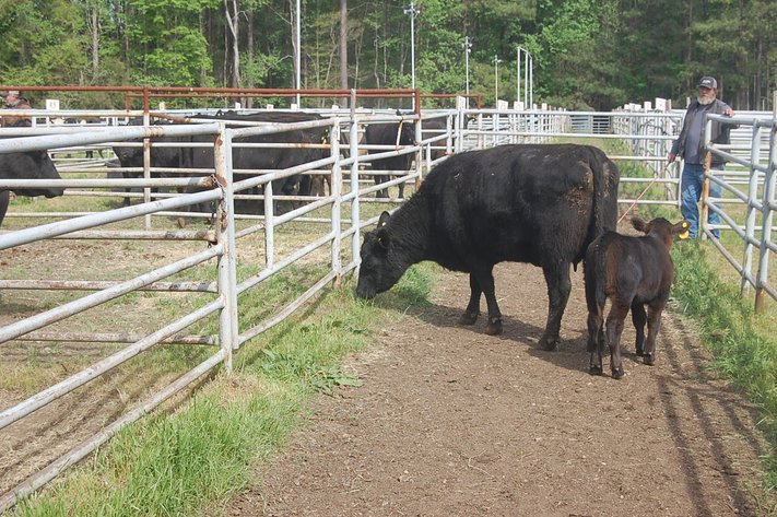 Spring Cattle Dispersal