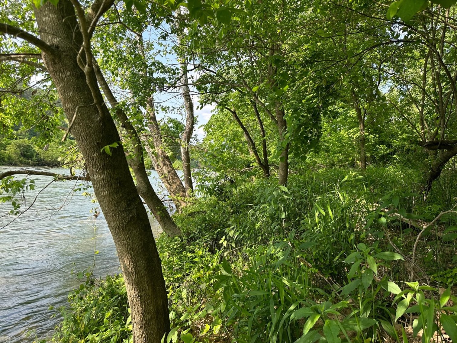 Image for Norfork River Land Auction