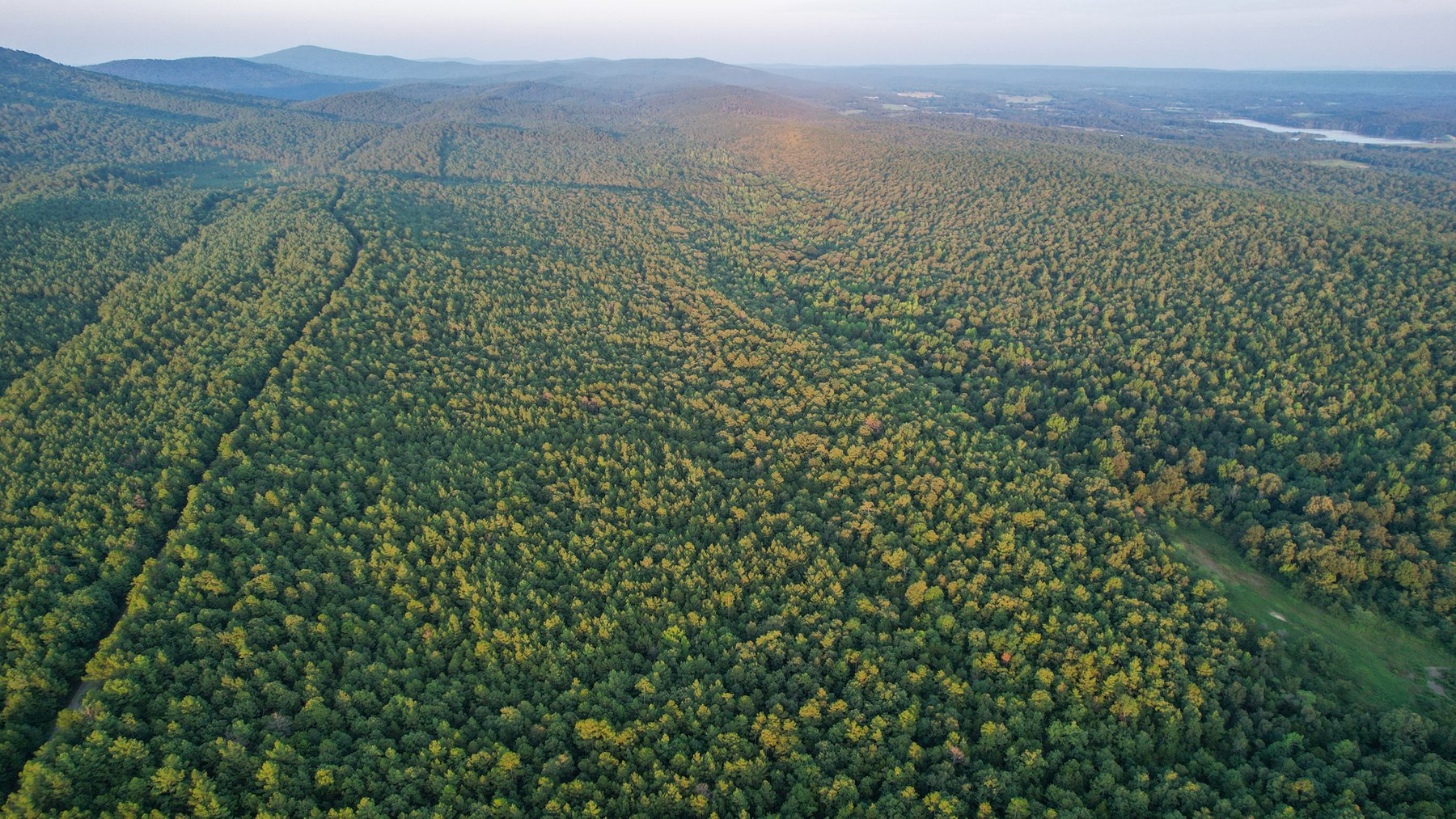 Image for Mena Timber Land | 4,636 Acres Auction