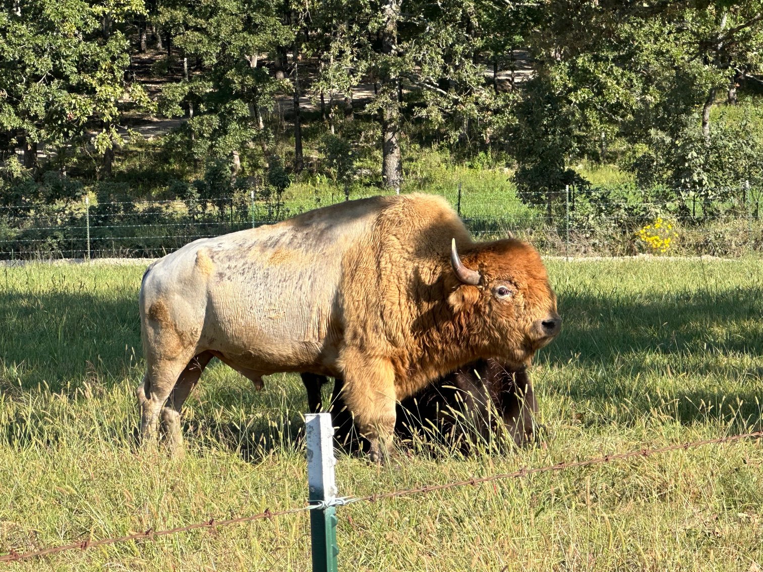 Image for Windhaven Public Farm Auction