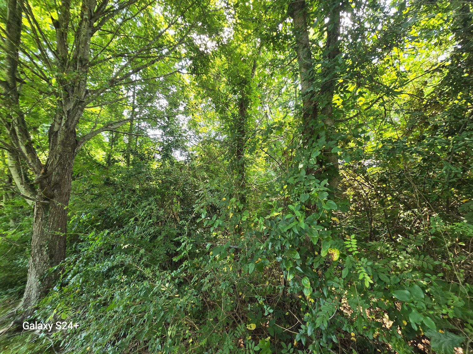 Image for Lot 6 - 256 Realty Ln., Virginia Beach, VA