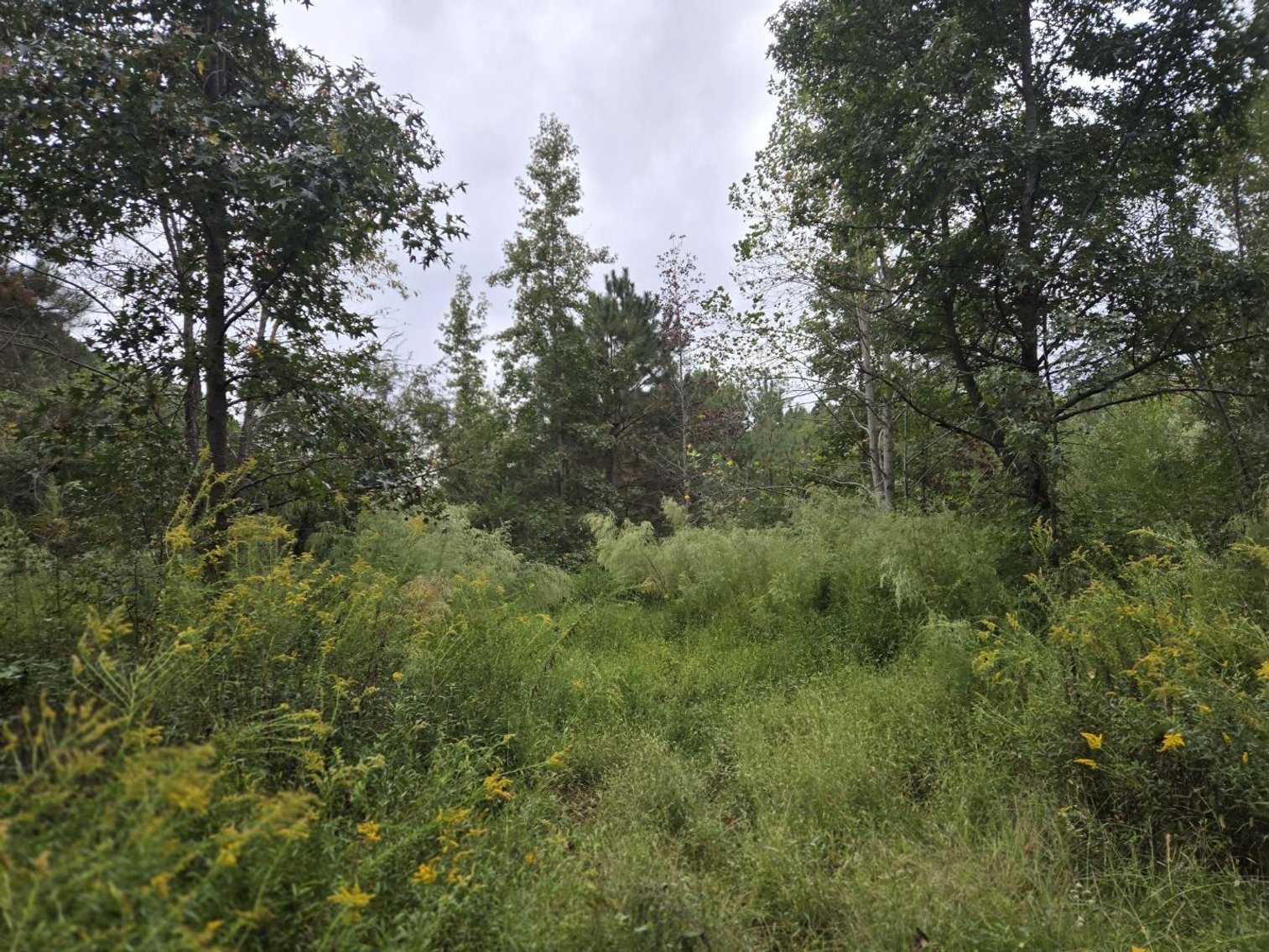 Image for Lot 11 - Across from 2284 Hosier Rd.