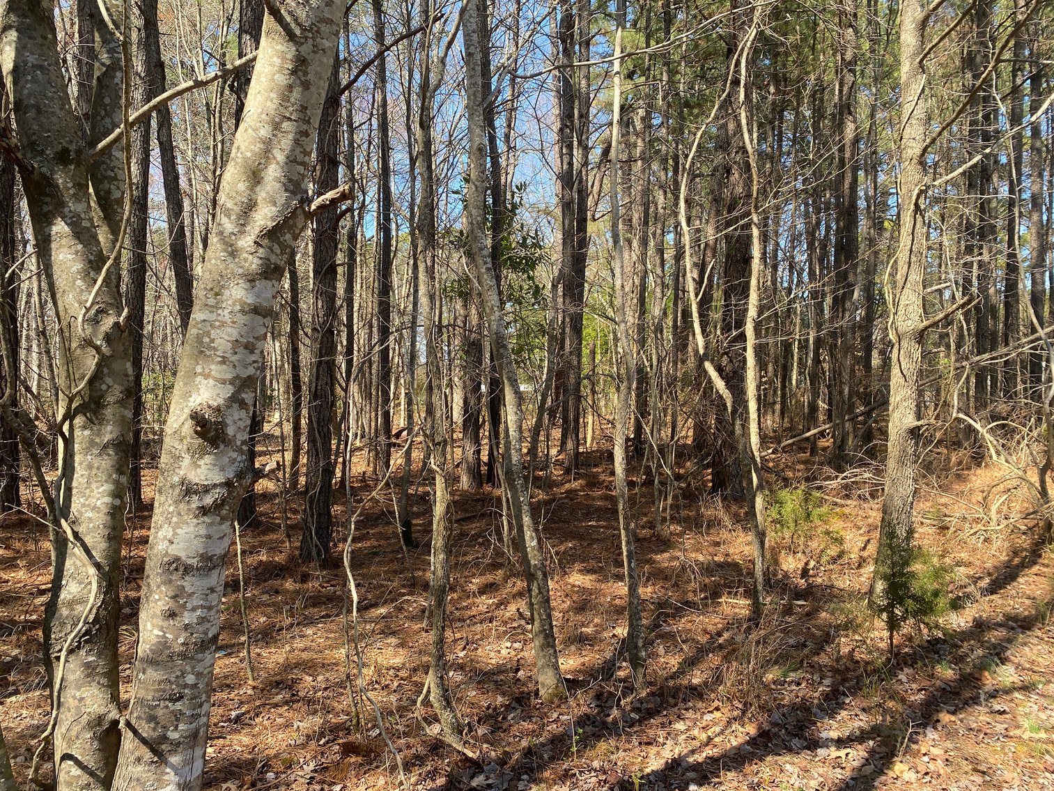 Image for Mathews County VA - Single Family Home 3.62 AC Lot - 1.3 miles from Public Beach Access - 4544 Buckley Hall Road, Cobbs Creek, VA