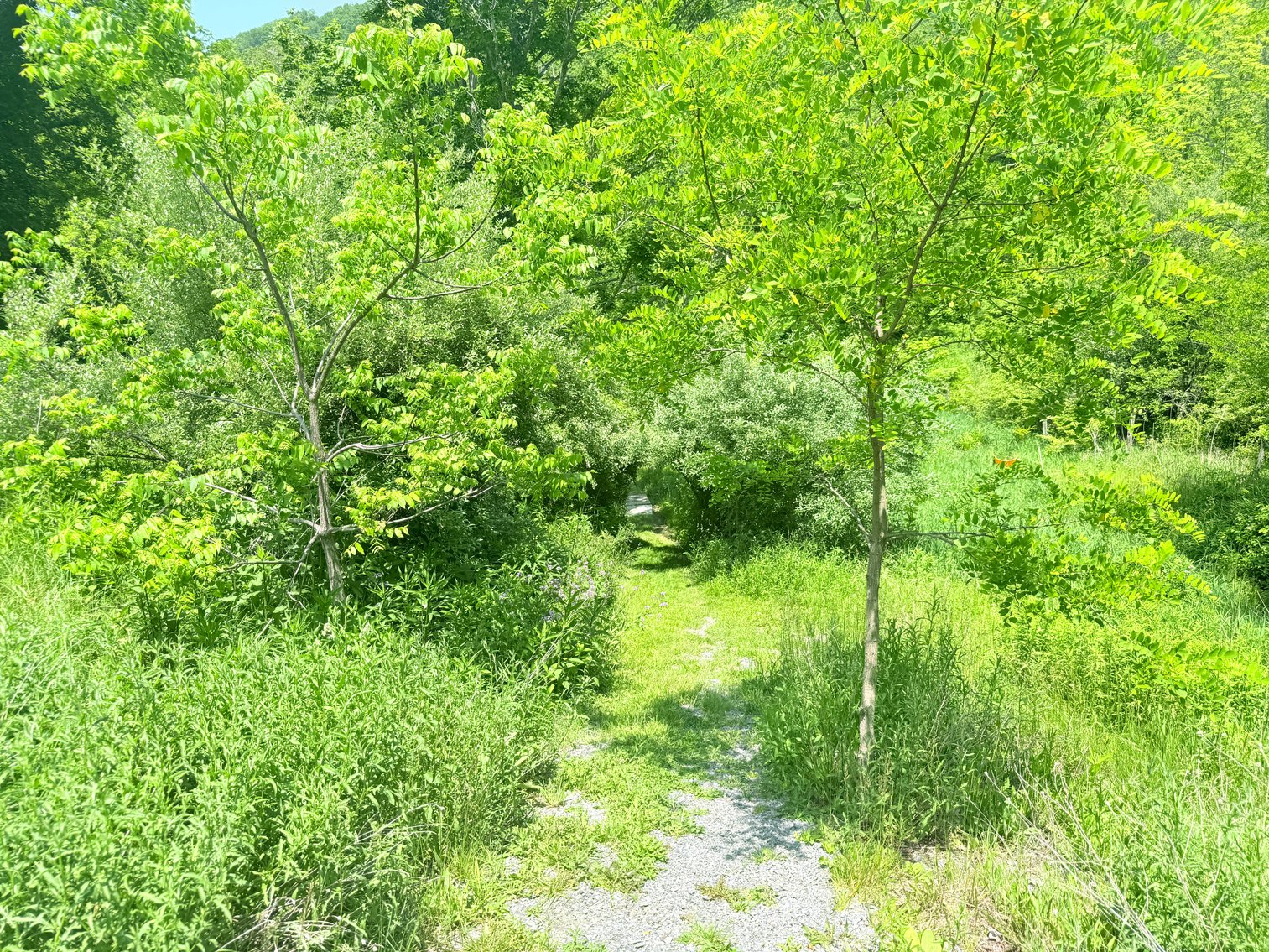 Image for Completely Renovated 1830 Log Cabin with Hot Spring & Thriving Airbnb Business - 12509 Sam Snead Hwy