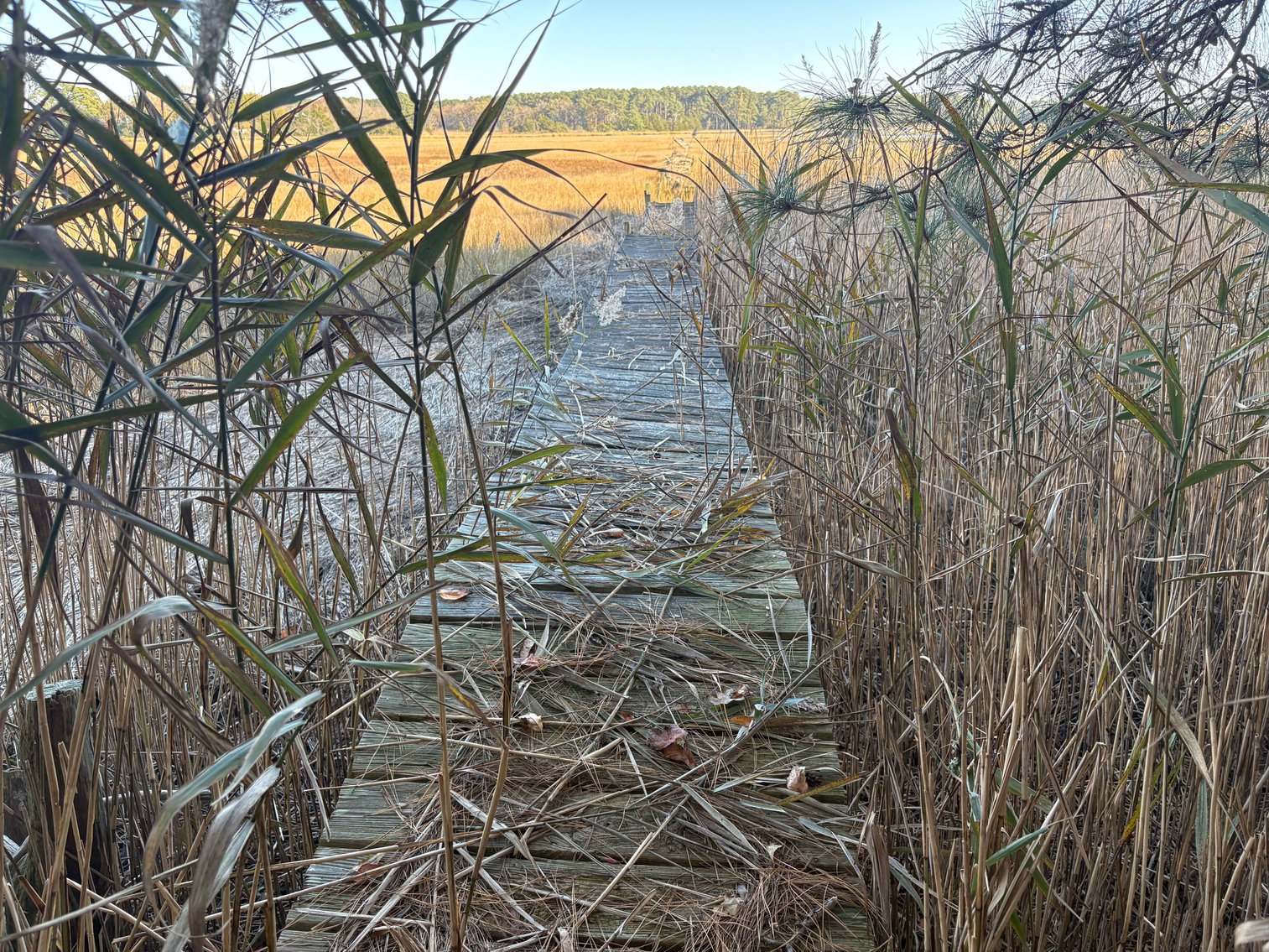 Image for Eastern Shore Farm Auction - 33 to 92 Acres - Creek Frontage, Hunting Land, Hobby Farm & Commercial Nursery - Virginia