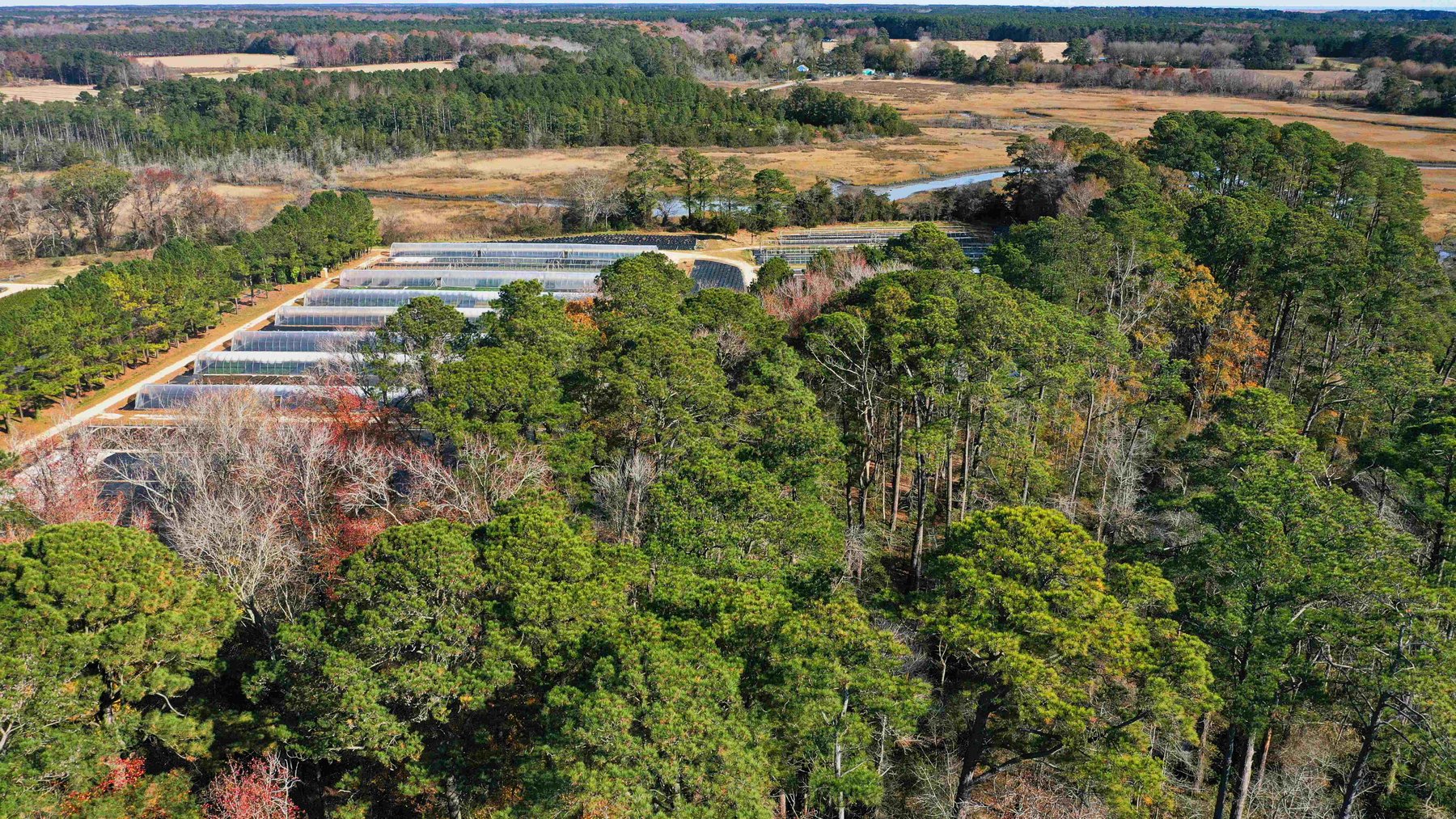 Image for Eastern Shore Farm Auction - 33 to 92 Acres - Creek Frontage, Hunting Land, Hobby Farm & Commercial Nursery - Virginia