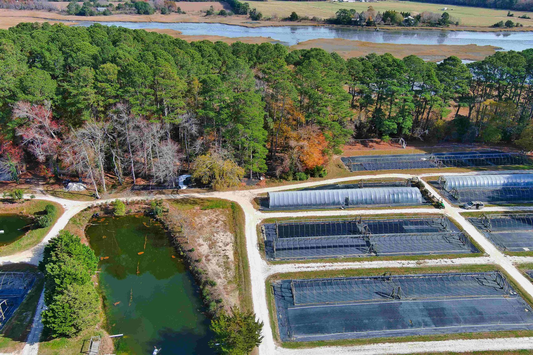 Image for Eastern Shore Farm Auction - 33 to 92 Acres - Creek Frontage, Hunting Land, Hobby Farm & Commercial Nursery - Virginia