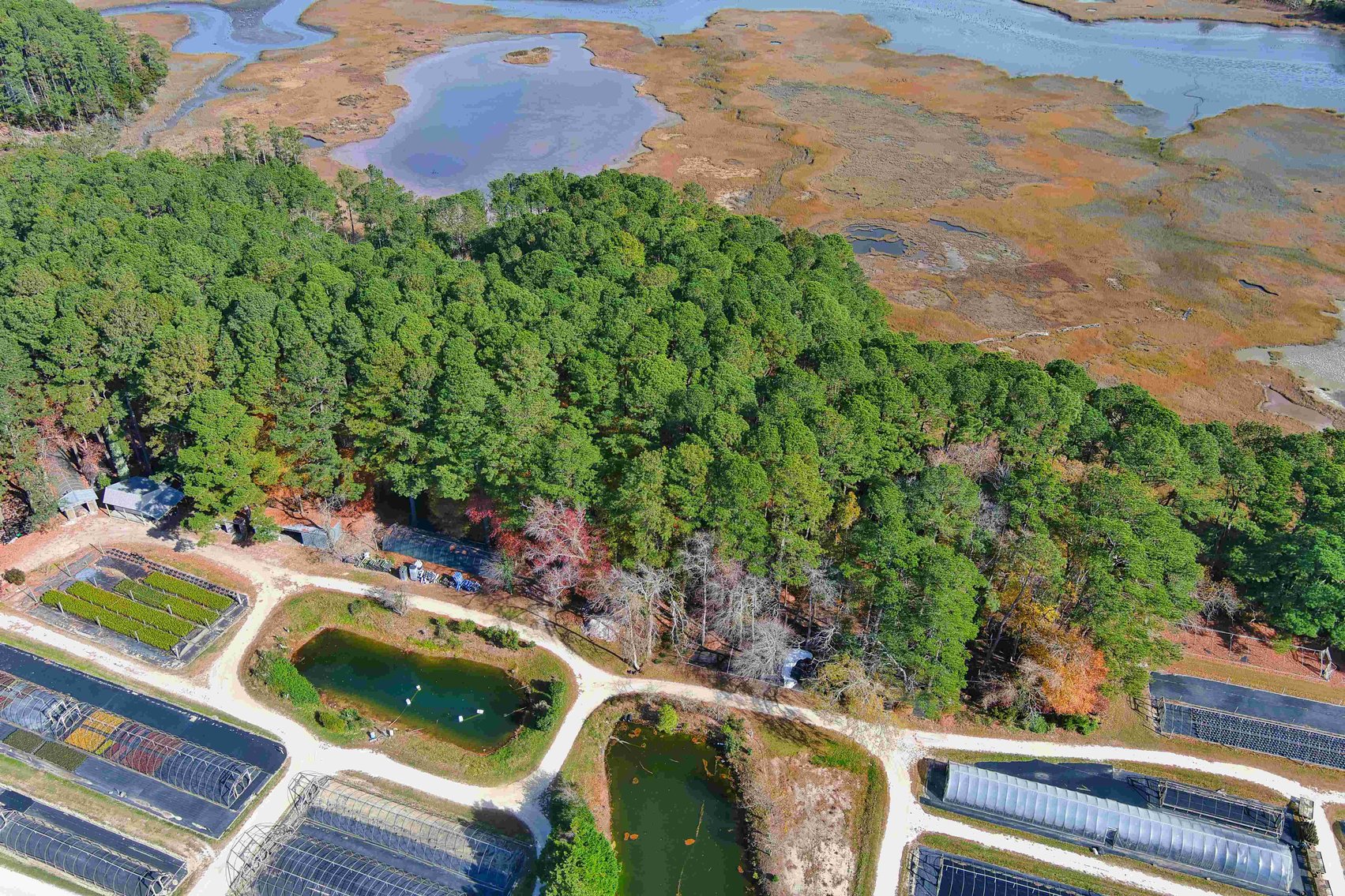 Image for Eastern Shore Farm Auction - 33 to 92 Acres - Creek Frontage, Hunting Land, Hobby Farm & Commercial Nursery - Virginia