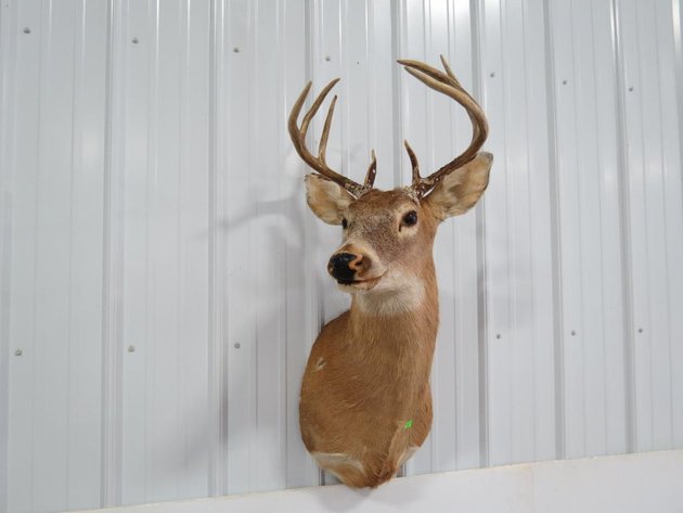 Image for Taxidermy (Tom Glover Collection), Ammo, Hunting