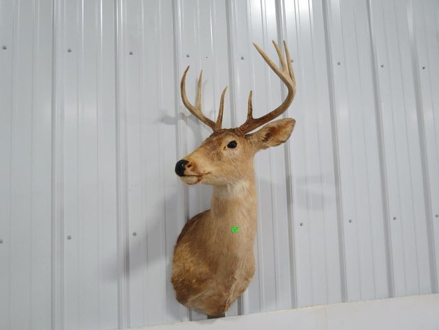 Image for Taxidermy (Tom Glover Collection), Ammo, Hunting