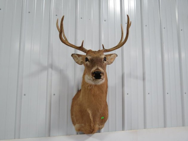 Image for Taxidermy (Tom Glover Collection), Ammo, Hunting