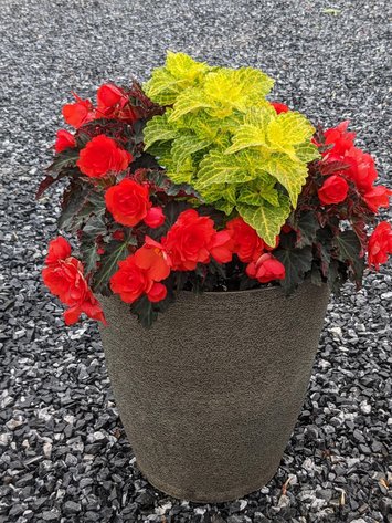 Image for Flower Auction