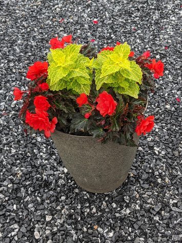 Image for Flower Auction