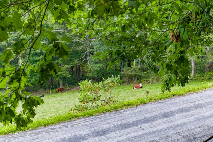 Image for Monterey Property - No Reserve