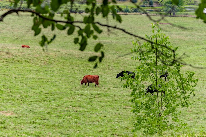 Image for Monterey Property - No Reserve