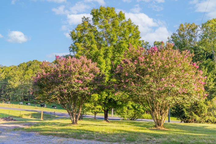Image for Augusta County Homestead