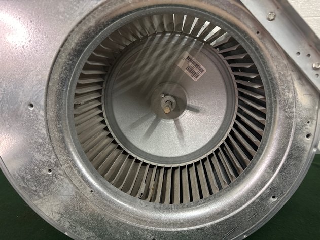 Image for Squirrel Cage