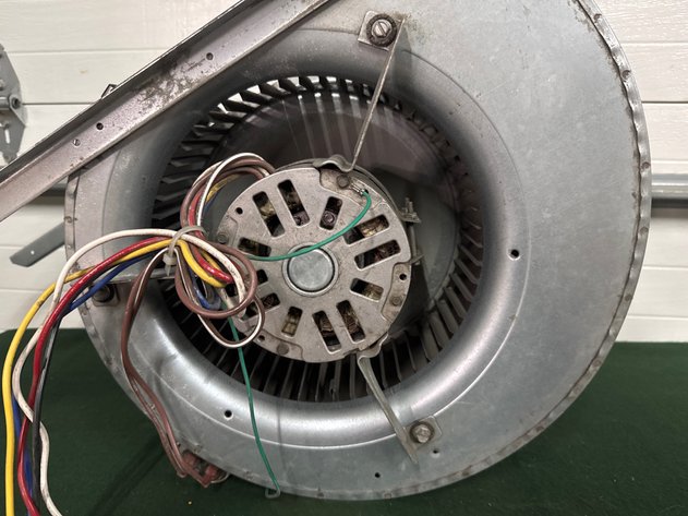 Image for Squirrel Cage