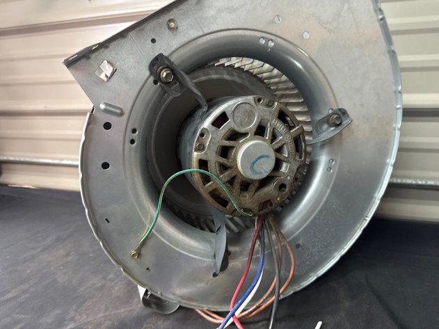 Image for Squirrel Cage