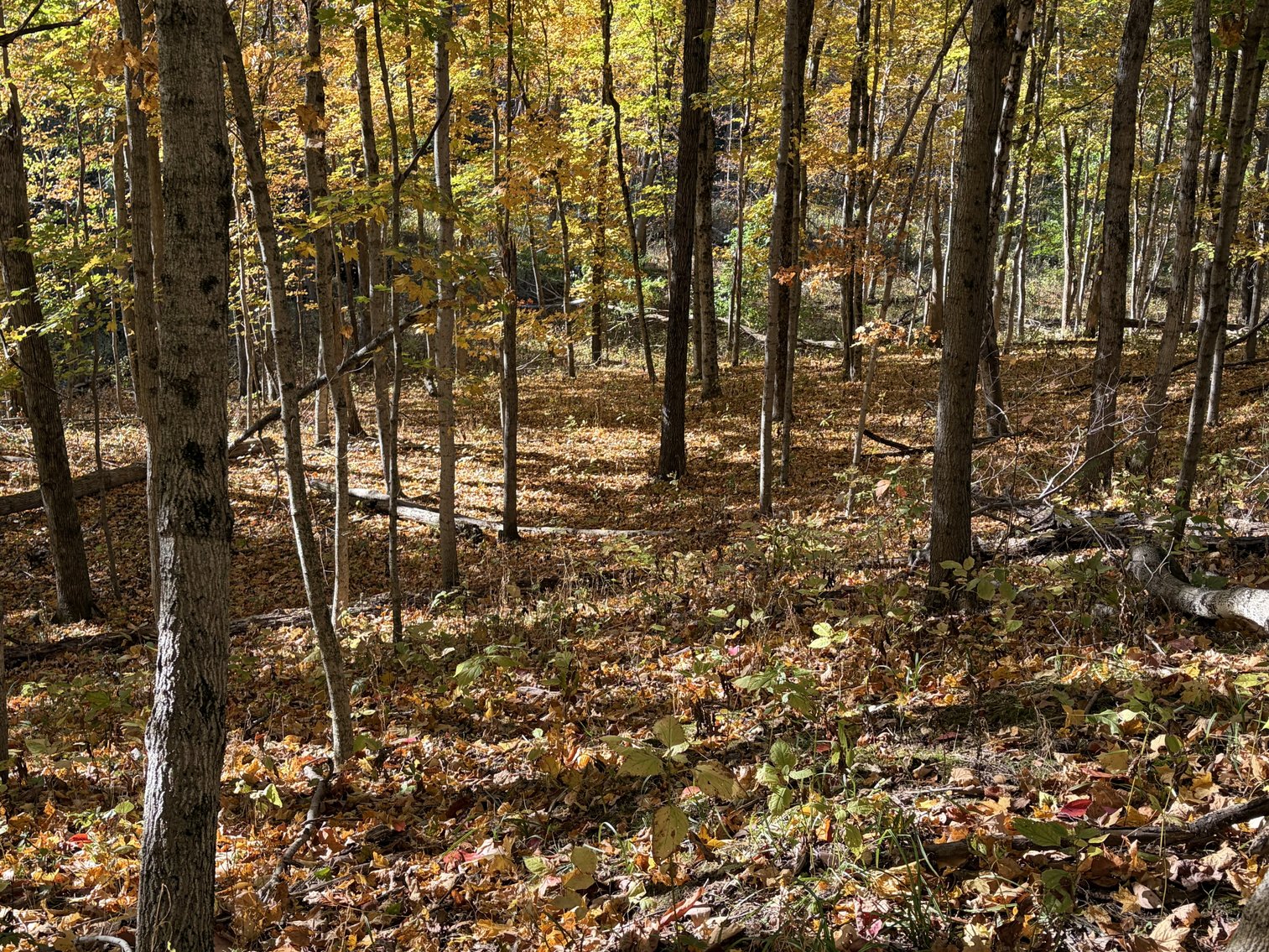 Image for 73± Acres of Premier Hardwood Timber & Trophy Hunting